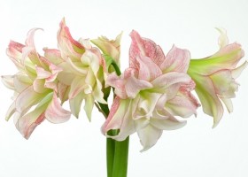 hippeastrum Aphrodite (1)